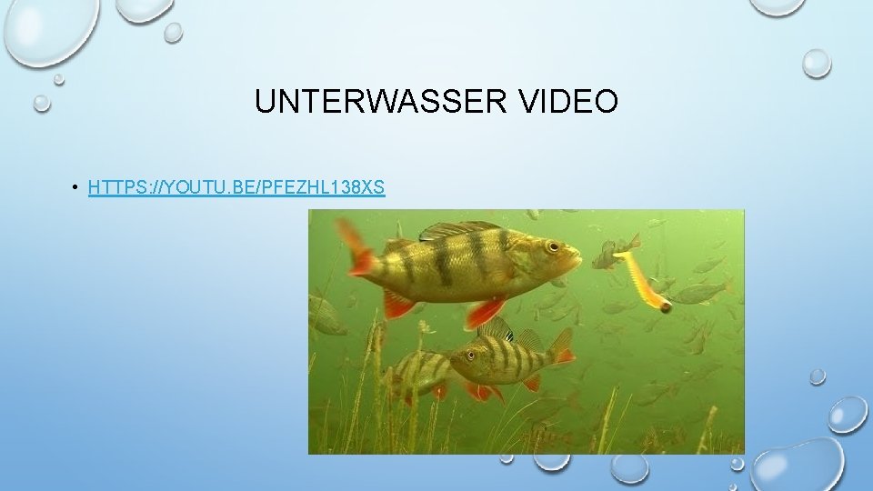 UNTERWASSER VIDEO • HTTPS: //YOUTU. BE/PFEZHL 138 XS 