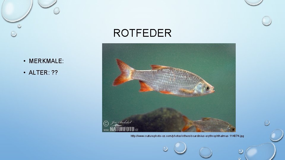 ROTFEDER • MERKMALE: • ALTER: ? ? http: //www. naturephoto-cz. com/photos/others/scardinius-erythrophthalmus-114074. jpg 