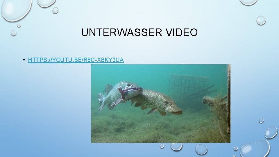 UNTERWASSER VIDEO • HTTPS: //YOUTU. BE/R 8 C-XBKY 3 UA 