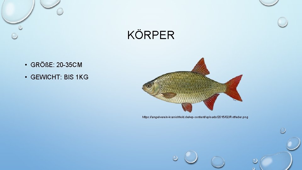 KÖRPER • GRÖßE: 20 -35 CM • GEWICHT: BIS 1 KG https: //angelverein-kranichfeld. de/wp-content/uploads/2015/02/Rotfeder.