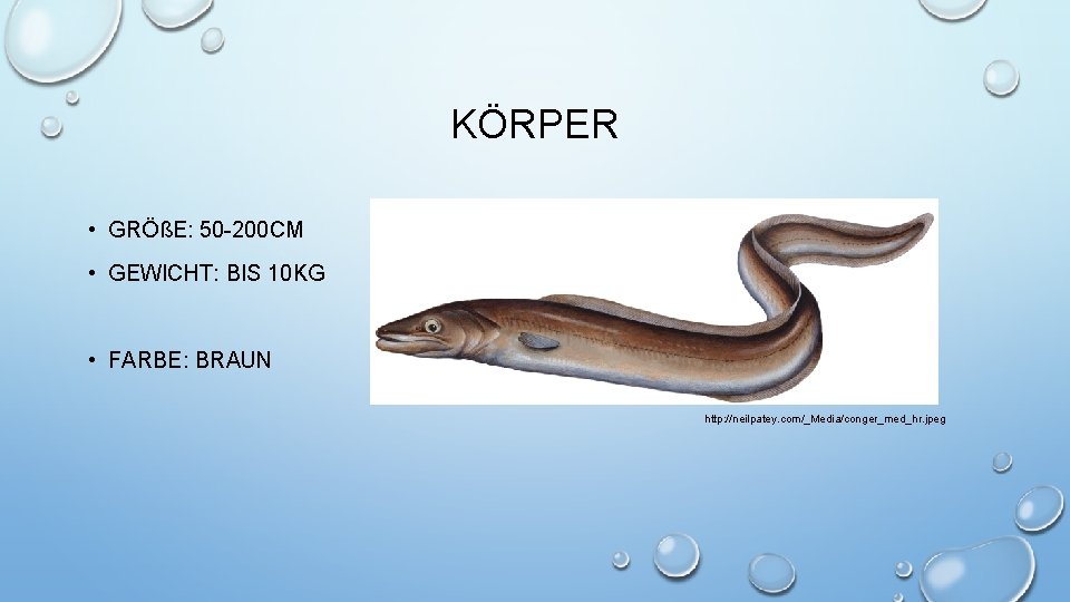 KÖRPER • GRÖßE: 50 -200 CM • GEWICHT: BIS 10 KG • FARBE: BRAUN