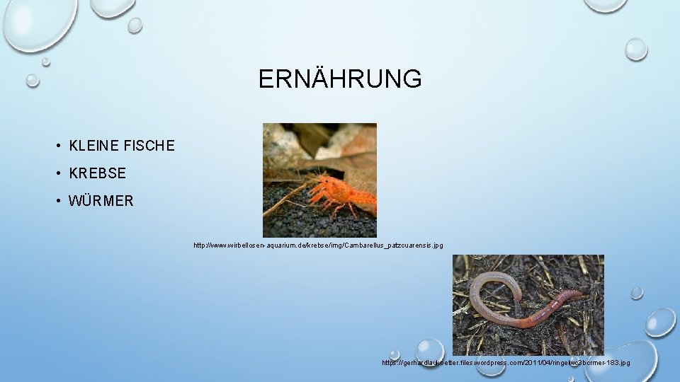 ERNÄHRUNG • KLEINE FISCHE • KREBSE • WÜRMER http: //www. wirbellosen-aquarium. de/krebse/img/Cambarellus_patzcuarensis. jpg https: