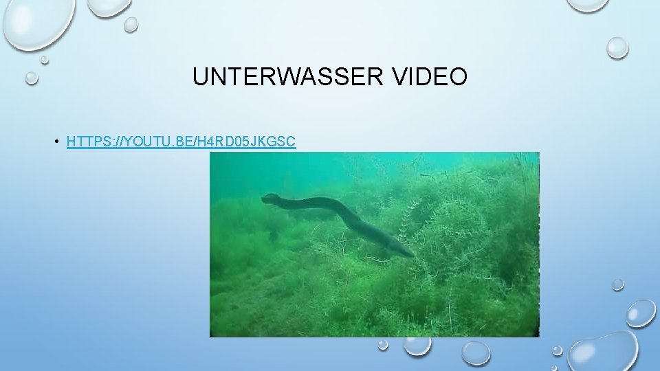 UNTERWASSER VIDEO • HTTPS: //YOUTU. BE/H 4 RD 05 JKGSC 