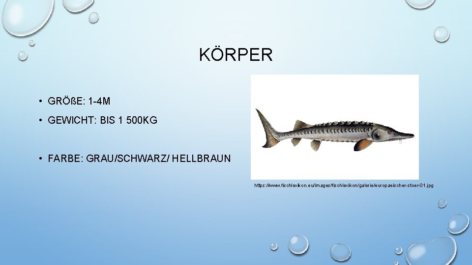 KÖRPER • GRÖßE: 1 -4 M • GEWICHT: BIS 1 500 KG • FARBE: