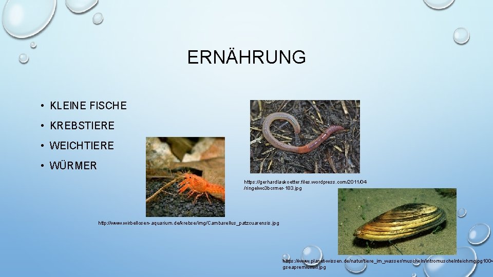 ERNÄHRUNG • KLEINE FISCHE • KREBSTIERE • WEICHTIERE • WÜRMER https: //gerhardlaukoetter. files. wordpress.