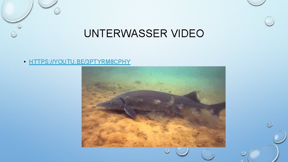 UNTERWASSER VIDEO • HTTPS: //YOUTU. BE/3 PTYRM 8 CPHY 