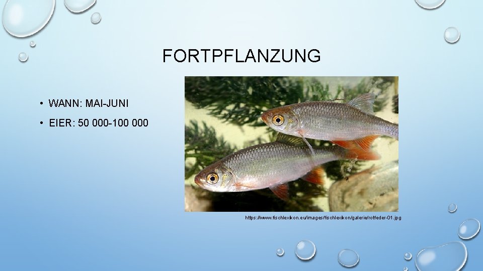 FORTPFLANZUNG • WANN: MAI-JUNI • EIER: 50 000 -100 000 https: //www. fischlexikon. eu/images/fischlexikon/galerie/rotfeder-01.