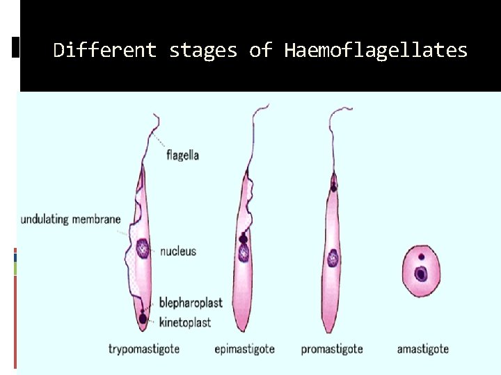Different stages of Haemoflagellates 