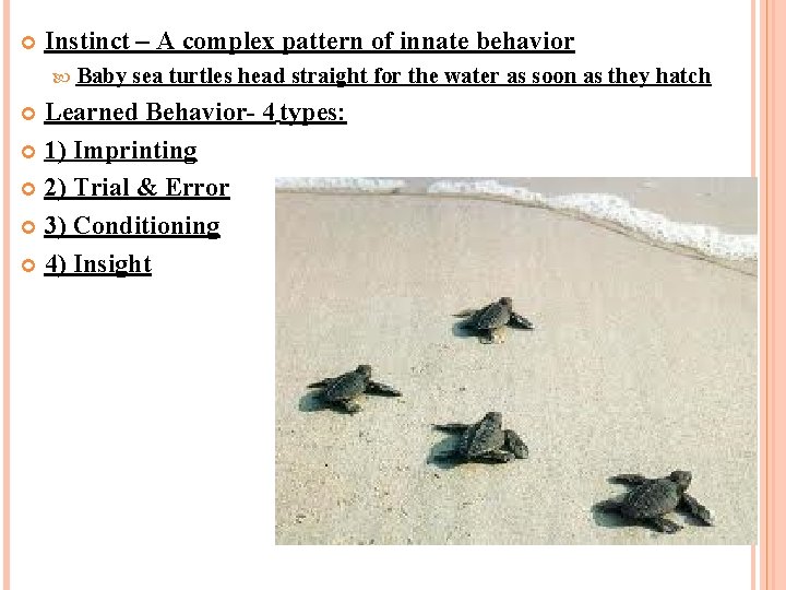  Instinct – A complex pattern of innate behavior Baby sea turtles head straight