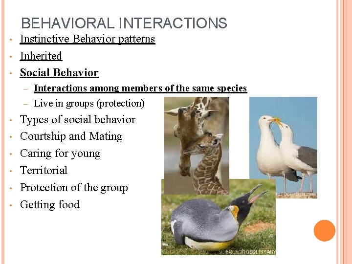 BEHAVIORAL INTERACTIONS • • • Instinctive Behavior patterns Inherited Social Behavior Interactions among members