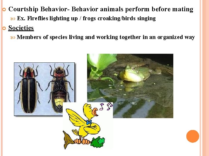  Courtship Behavior- Behavior animals perform before mating Ex. Fireflies lighting up / frogs