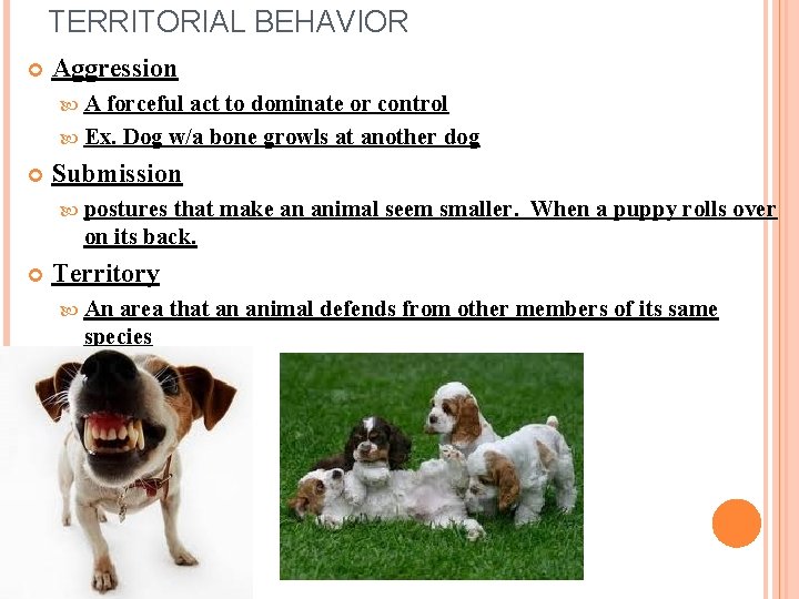 TERRITORIAL BEHAVIOR Aggression A forceful act to dominate or control Ex. Dog w/a bone