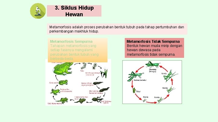 3. Siklus Hidup Hewan Metamorfosis adalah proses perubahan bentuk tubuh pada tahap pertumbuhan dan