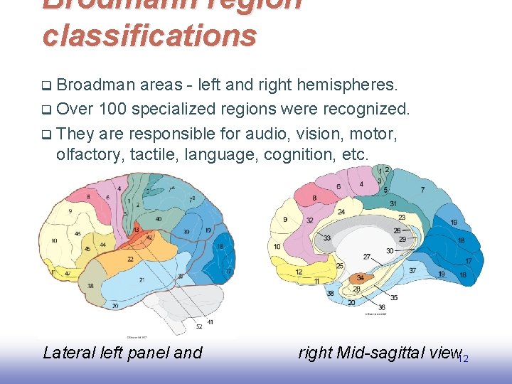 Brodmann region classifications Broadman areas - left and right hemispheres. q Over 100 specialized