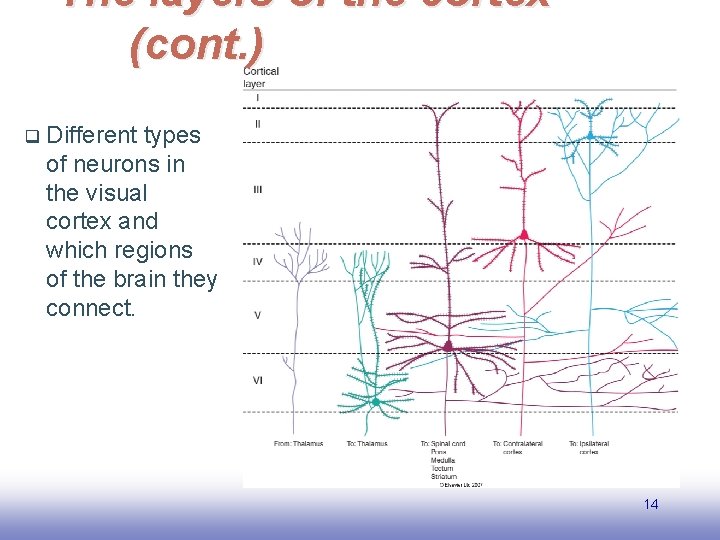 The layers of the cortex (cont. ) q Different types of neurons in the
