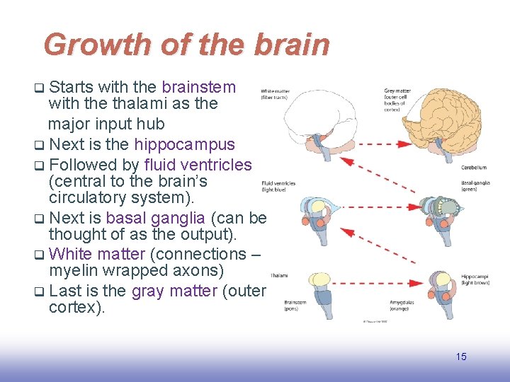 Growth of the brain Starts with the brainstem with the thalami as the major
