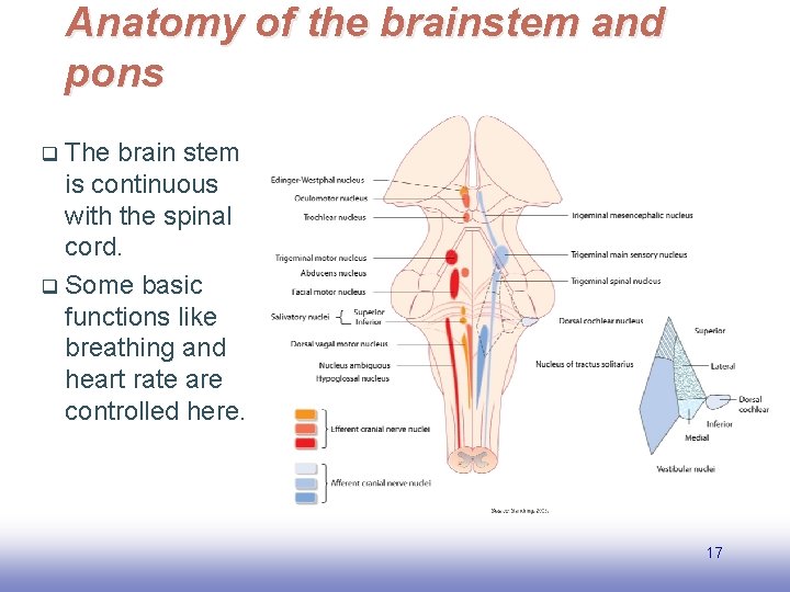 Anatomy of the brainstem and pons The brain stem is continuous with the spinal