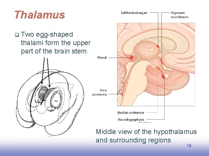 Thalamus q Two egg-shaped thalami form the upper part of the brain stem Middle
