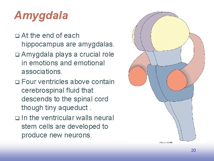 Amygdala At the end of each hippocampus are amygdalas. q Amygdala plays a crucial