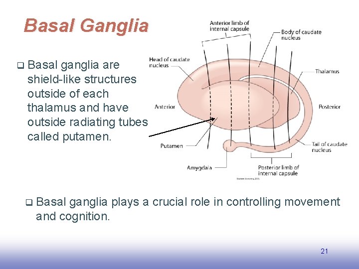 Basal Ganglia q Basal ganglia are shield-like structures outside of each thalamus and have