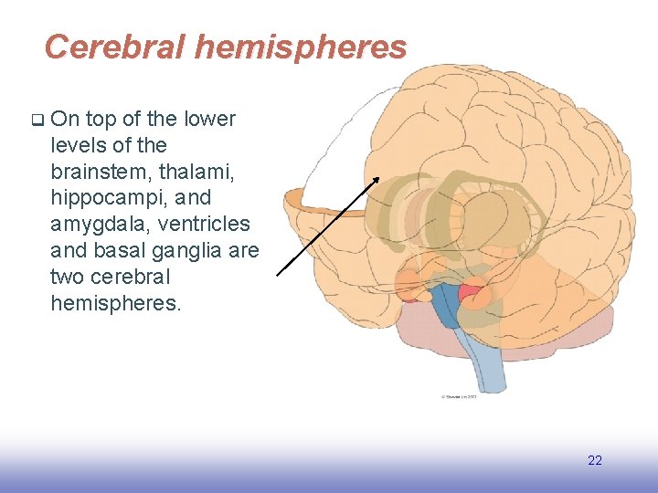 Cerebral hemispheres q On top of the lower levels of the brainstem, thalami, hippocampi,