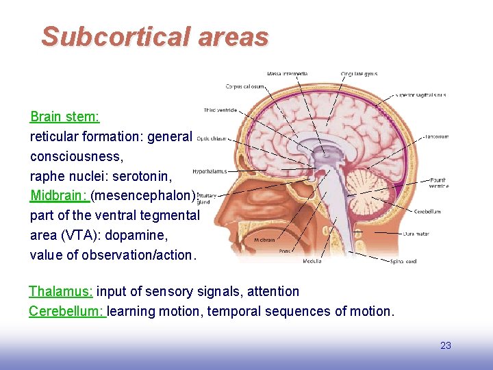 Subcortical areas Brain stem: reticular formation: general consciousness, raphe nuclei: serotonin, Midbrain: (mesencephalon): part