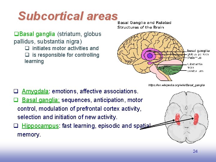 Subcortical areas q. Basal ganglia (striatum, globus pallidus, substantia nigra) q initiates motor activities