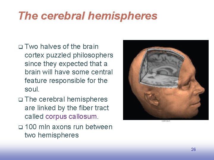 The cerebral hemispheres Two halves of the brain cortex puzzled philosophers since they expected