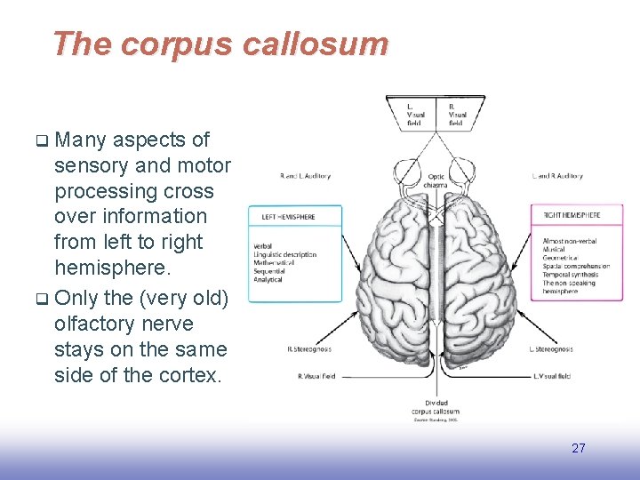 The corpus callosum Many aspects of sensory and motor processing cross over information from