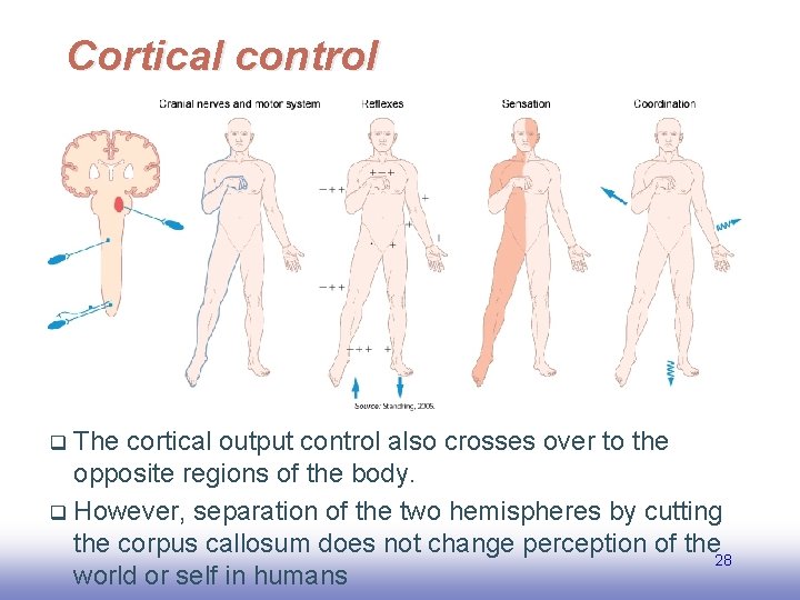 Cortical control The cortical output control also crosses over to the opposite regions of