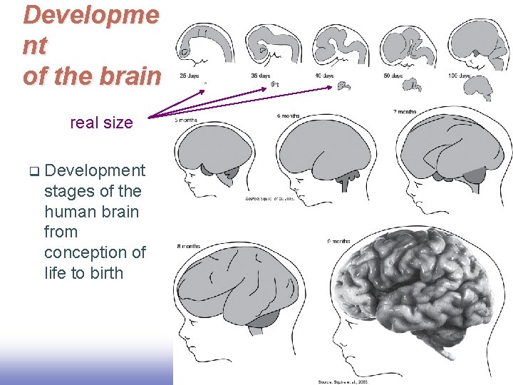 Developme nt of the brain real size q Development stages of the human brain