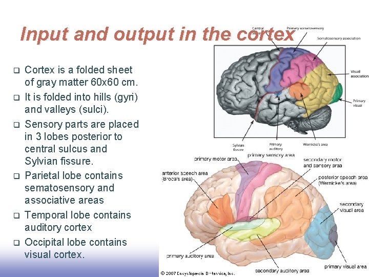 Input and output in the cortex q q q Cortex is a folded sheet