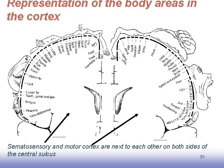 Representation of the body areas in the cortex Sematosensory and motor cortex are next
