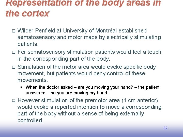 Representation of the body areas in the cortex q q q Wilder Penfield at