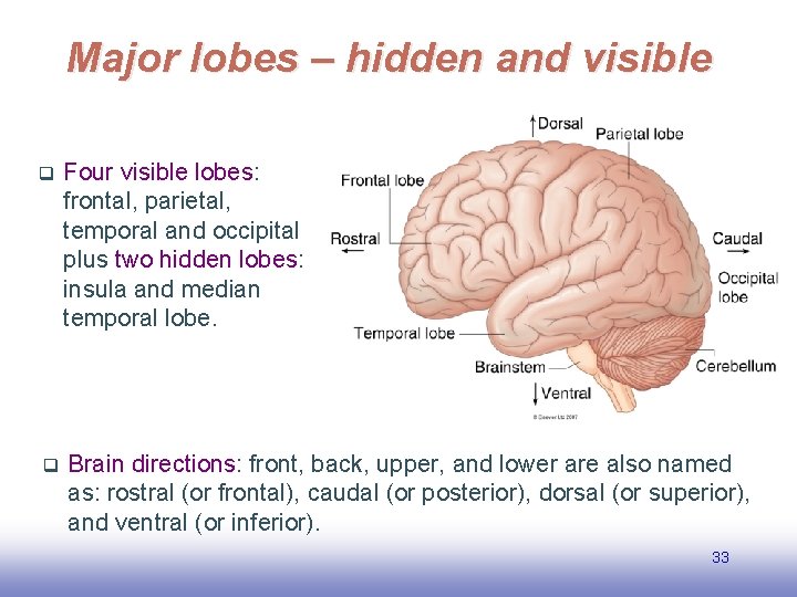 Major lobes – hidden and visible q Four visible lobes: frontal, parietal, temporal and