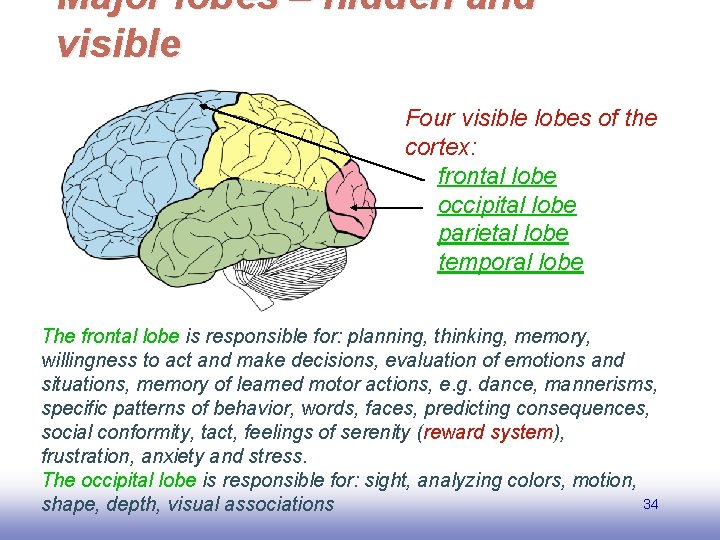 Major lobes – hidden and visible Four visible lobes of the cortex: frontal lobe