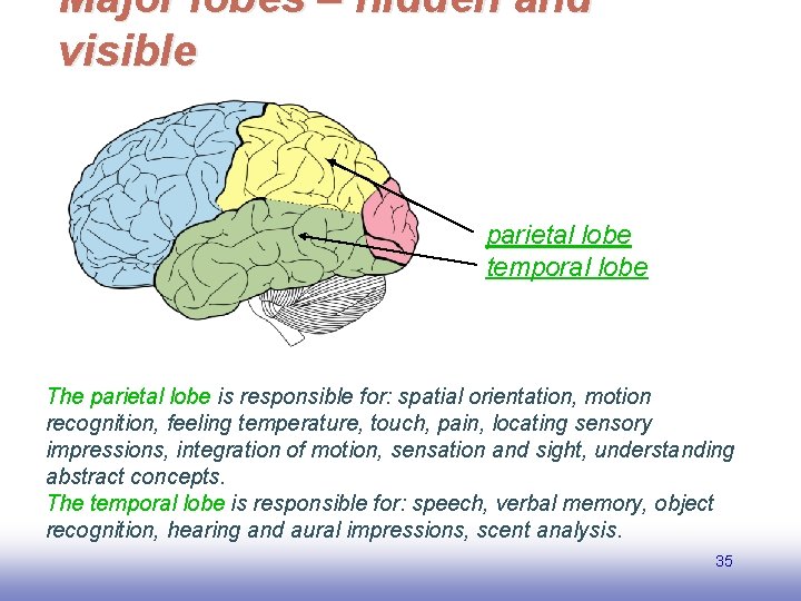 Major lobes – hidden and visible parietal lobe temporal lobe The parietal lobe is