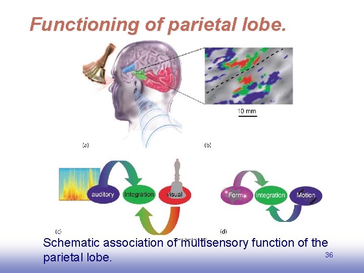 Functioning of parietal lobe. EE 141 Schematic association of multisensory function of the 36