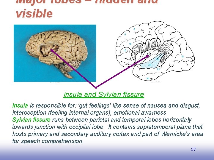 Major lobes – hidden and visible insula and Sylvian fissure Insula is responsible for: