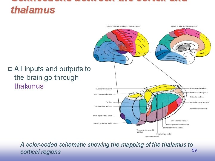 Connections between the cortex and thalamus q All inputs and outputs to the brain