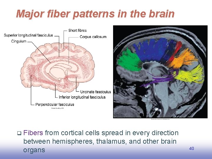 Major fiber patterns in the brain Fibers from cortical cells spread in every direction