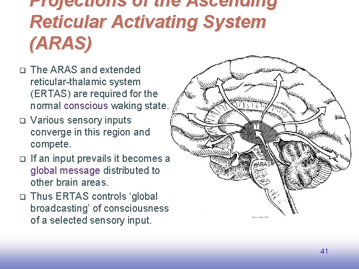 Projections of the Ascending Reticular Activating System (ARAS) q q The ARAS and extended