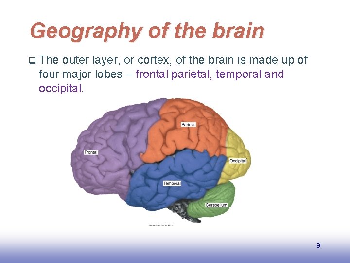Geography of the brain q The outer layer, or cortex, of the brain is