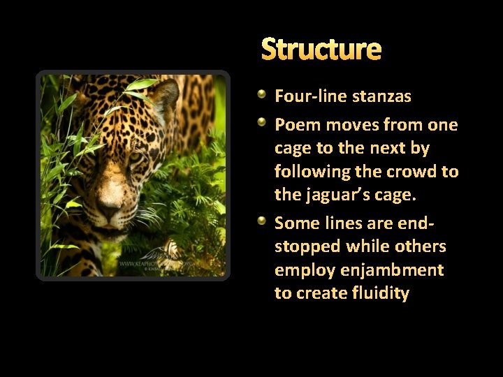 Structure Four-line stanzas Poem moves from one cage to the next by following the