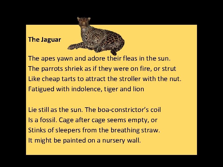 The Jaguar The apes yawn and adore their fleas in the sun. The parrots