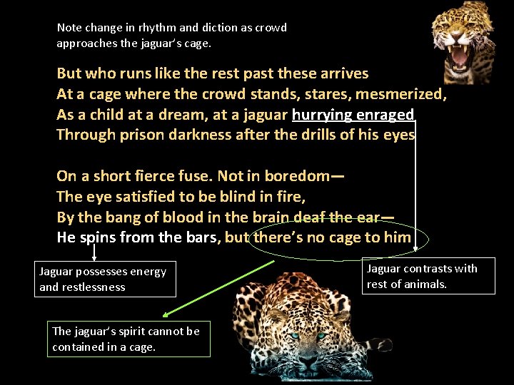 Note change in rhythm and diction as crowd approaches the jaguar’s cage. But who