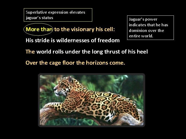 Superlative expression elevates jaguar’s status More than to the visionary his cell: His stride