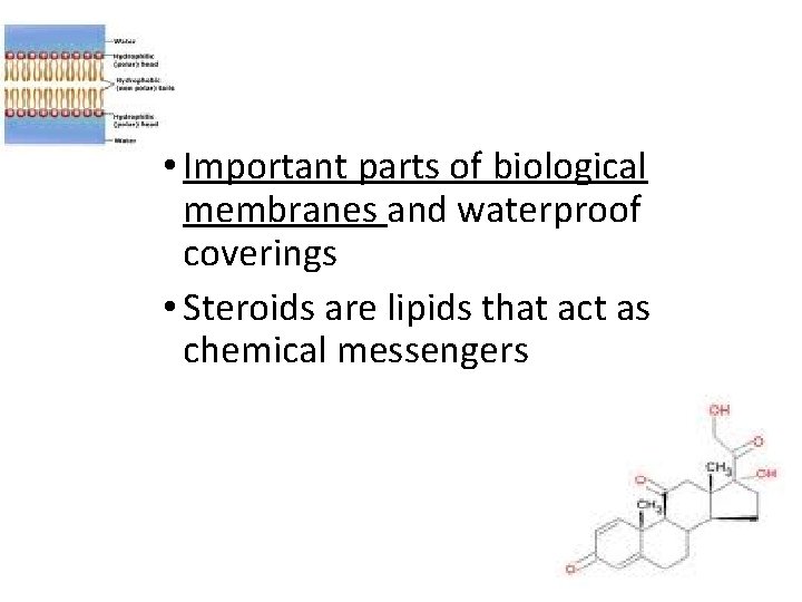 Lipids • Important parts of biological membranes and waterproof coverings • Steroids are lipids