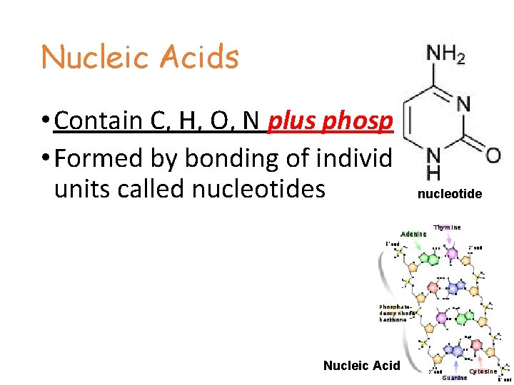 Nucleic Acids • Contain C, H, O, N plus phosphorus • Formed by bonding
