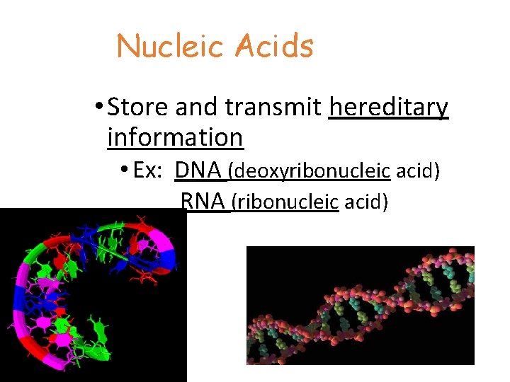 Nucleic Acids • Store and transmit hereditary information • Ex: DNA (deoxyribonucleic acid) RNA